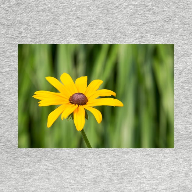 Black Eyed Susan by EugeJ